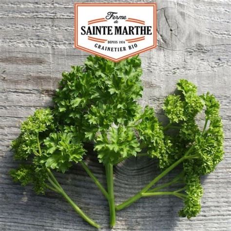 Graines de persil frisé vert foncé bio LA FERME DE SAINTE MARTHE