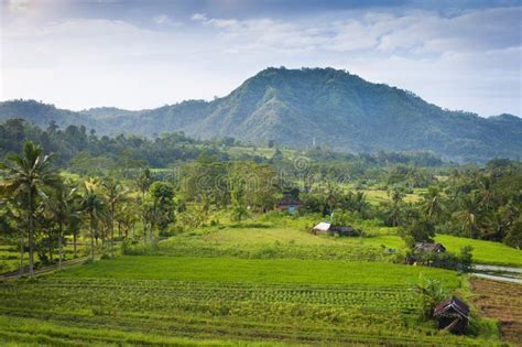 Campos Del Arroz De Bali Foto De Archivo Imagen De Agricultura