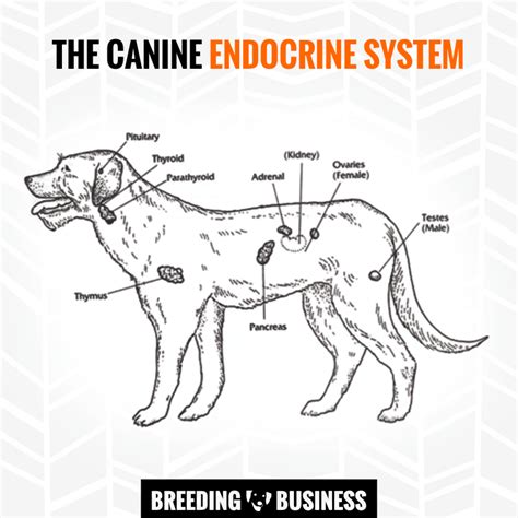 Dog Endocrine System