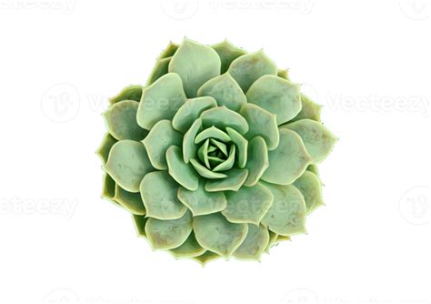 Succulent plant isolated on a transparent background 22749436 PNG