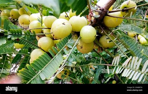 Groseilles indiennes ou de fruits d amla sur arbre à feuilles vert