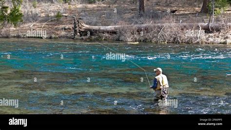 Fly Fishing On The Metolius River In The Cascade Mountains Of Central