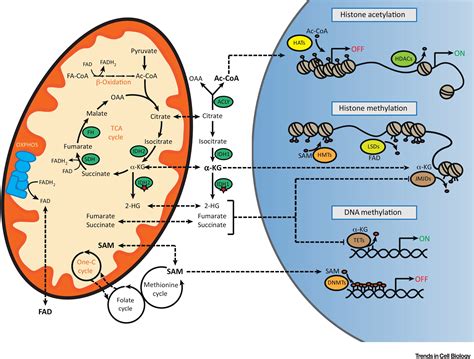 Mitochondria And Epigenetics Crosstalk In Homeostasis And Stress