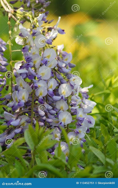 Chinese Wisteria Wisteria Blooming In Summer Garden Wisteria