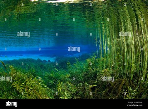 Aquatic Plants in Rainbow River, Rainbow River, Florida, USA Stock ...