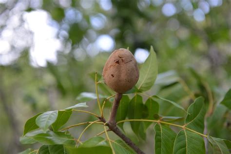 Swietenia Humilis Zucc Caoba World Flora Pl Ntnet Identify