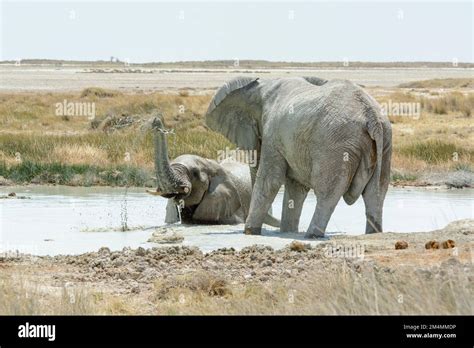 African Bush Elephants Loxodonta Africana Playing In A Waterhole In