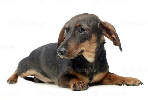 Dachshund in a white isolated background 30017031 Stock Photo at Vecteezy