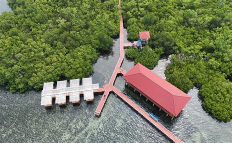 Wisata Hutan Mangrove Desa Matansala Kabupaten Morowali Foto