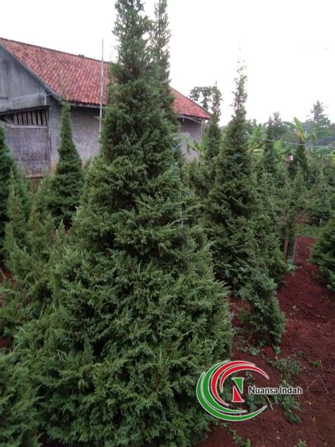 Jual Pohon Cemara Natal di Bandung - Harga Tanaman Cemara Afrika