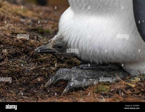 King Penguin Chick Stock Photo - Alamy