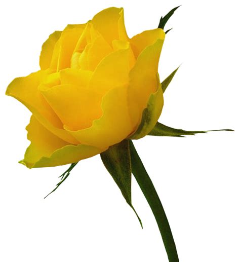 Free Yellow Rose Art Download Free Yellow Rose Art Png Images Free