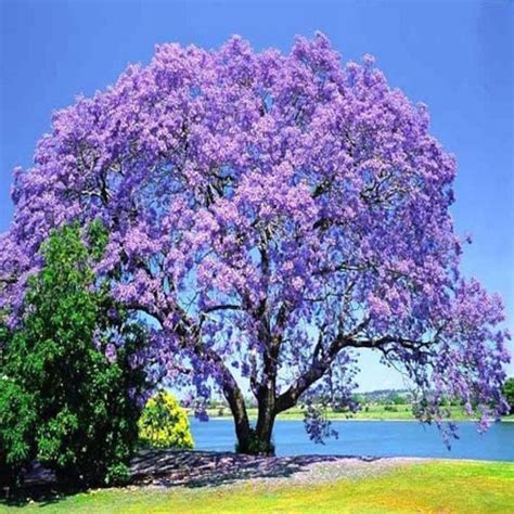 Blue Jacaranda Tree 25 Seeds | ubicaciondepersonas.cdmx.gob.mx