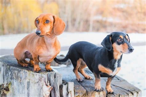 Doxin, Doxen, Doxie, or Dachshund? 11 Facts About This Weiner Dog