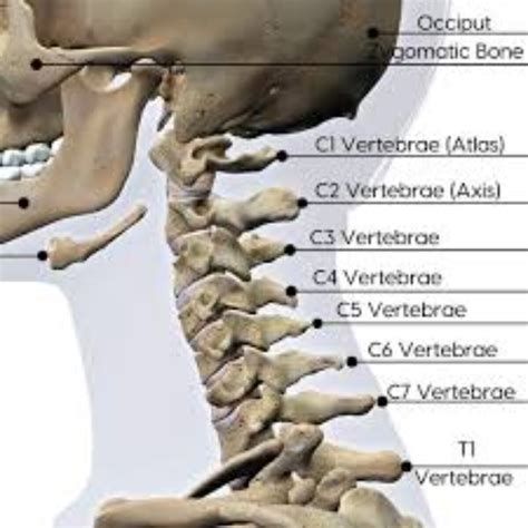 Cervical Vertebrae Anatomy C7