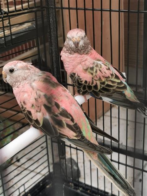 Proven Pair Of Rosa Bourkes Parakeet Online Bird Auctions