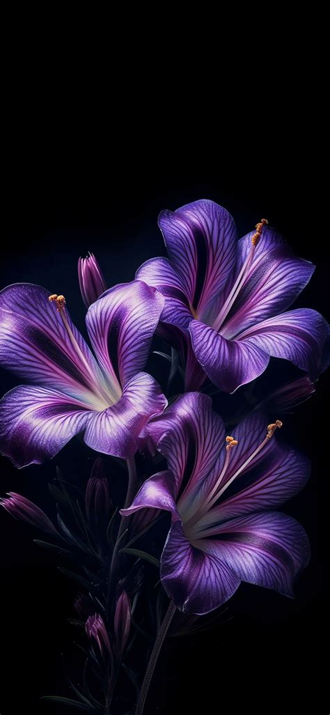 Pin By Nnibiru Reptile On Purple Flowers Wallpaper