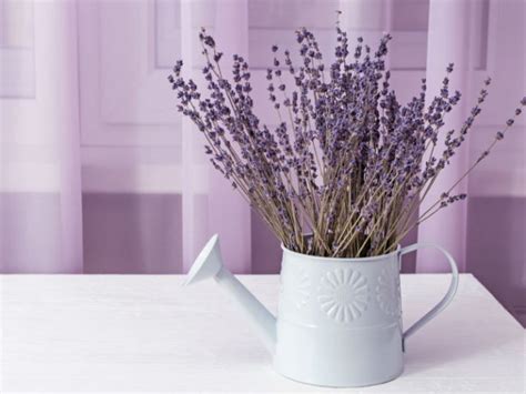 Aprende A Plantar Lavanda En Una Taza Y Perfuma Tu Hogar