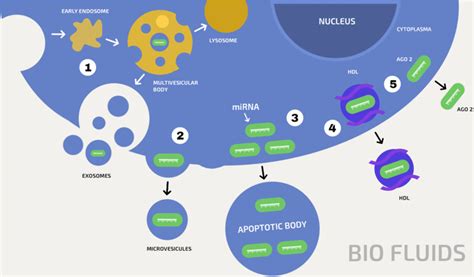 Pathways Of Mirna Secretion Microvesicles 2 Are Formed After The