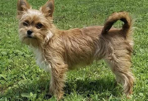 Wire Haired Yorkshire Terrier Anything Terrier