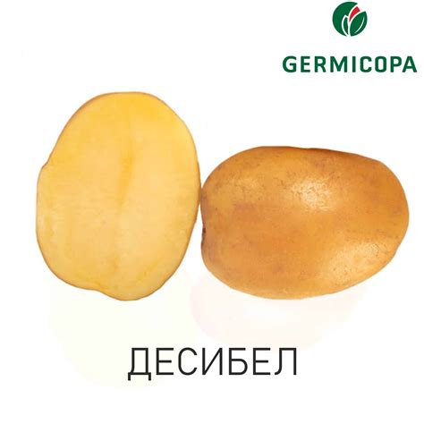 Нов Френски Сорт Картофи ДЕСИБЕЛ | СЛОВБУЛ СОЛАНУМ
