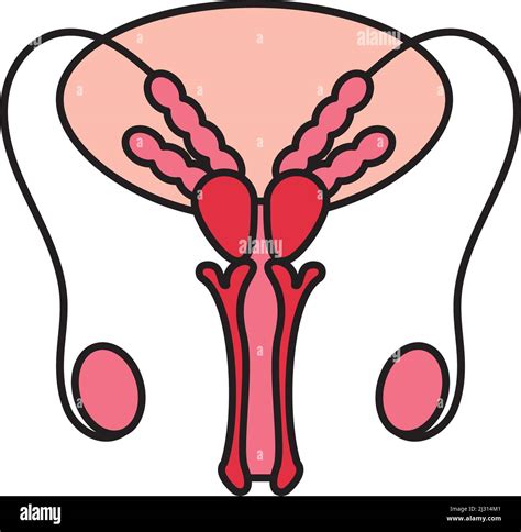 Male Reproductive System Stock Vector Image And Art Alamy