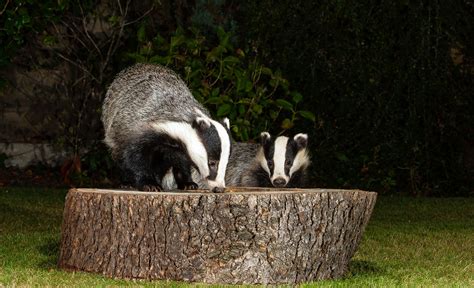 European Badgers Garden Visitors Scientific Name Meles Flickr