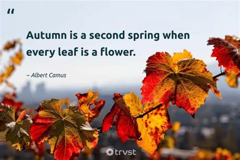 35 Inspiring Leaf Quotes To Get You Through The Seasons