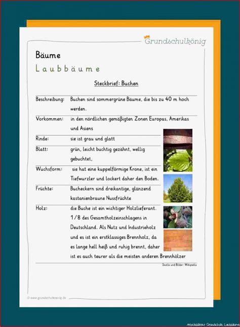 7 Überraschend Arbeitsblätter Grundschule Laubbäume Nur Für Sie