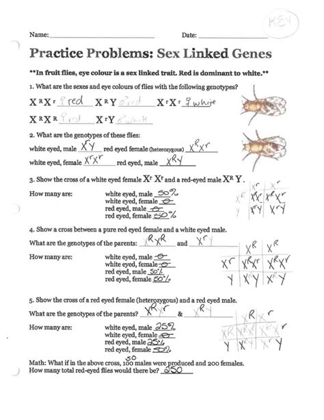 Amoeba Sisters Multiple Alleles Work Sheet Mr Pittenger Biology Honors Biology 1st Semester