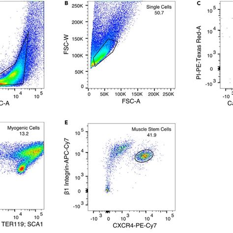 FACS Gating Plots Of B1 Integrin And CXCR4 MuSCs FACS Gating Strategy