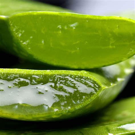 aloe vera health topics nutritionfactsorg