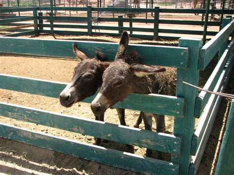 Yuma Arizona: Camel Farm | Summer's Adventures