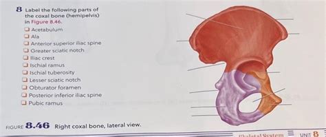 Solved 8 Label The Following Parts Of The Coxal Bone