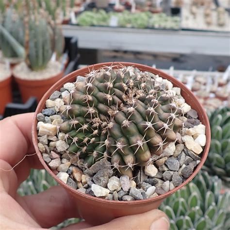 Gymnocalycium Anisitsii V Cristata Cristata Uhlig Kakteen More