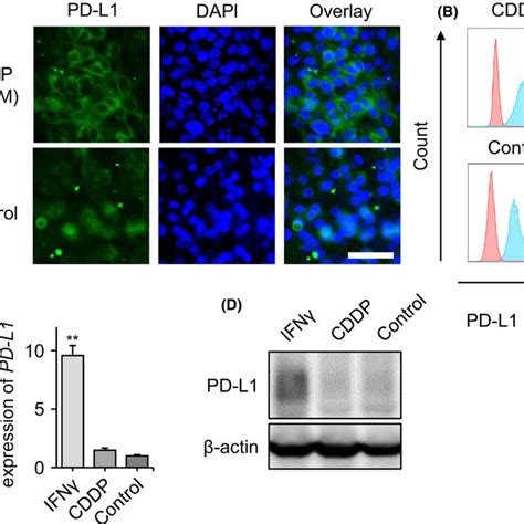 Cell Surface Pd‐l1 Downregulation In The Doxycycline Dox ‐inducible