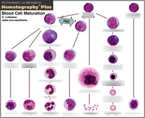 Blood Cell Maturation Diagram Quizlet