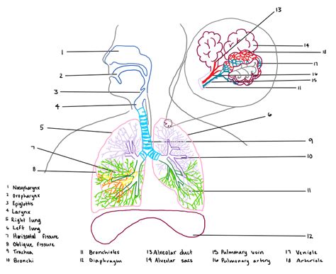 Respiratory System Drawing Diagram Respiratory System With L