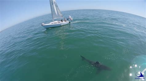 Great White Shark Footage Santa Cruz Early May 2020 Youtube