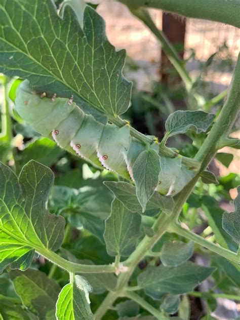 How to Get Rid of Tomato Hornworms with Lots of Pictures