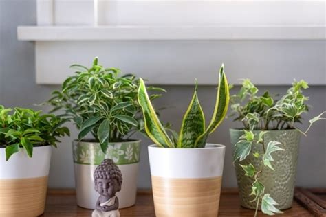 Top 5 Houseplants That Clean The Air Thompsons Plants Garden Centres