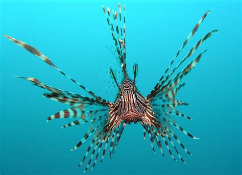 Red Lionfish - It's Nature