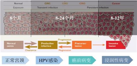 叮这里有一份宫颈癌早筛检测免费试用指南请及时查收 知乎