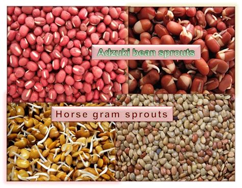 Horse Gram Sprouts Weight Loss | Blog Dandk