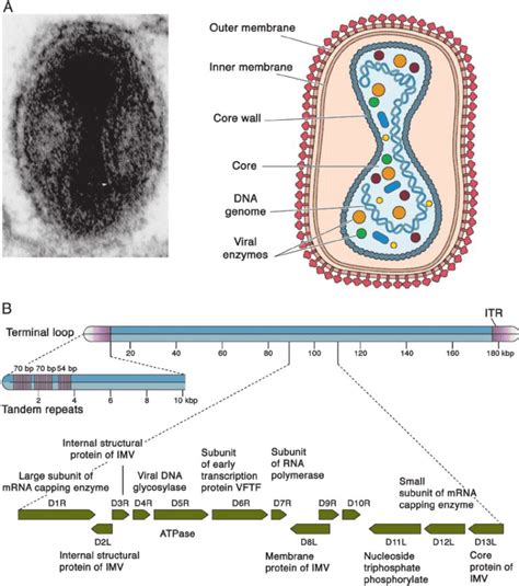 Poxvirus Descrizione E Approfondimenti Di Una Peculiare Famiglia Di Virus