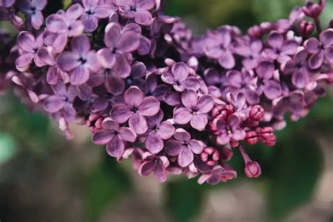 How To Grow A Lilac Bush Plant Care Tips Guide