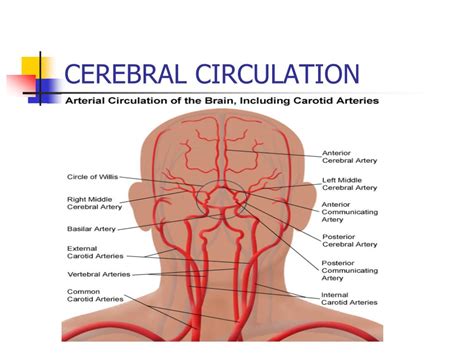 PPT - AUTOREGULATIONOF CEREBRAL BLOOD FLOW PowerPoint Presentation ...