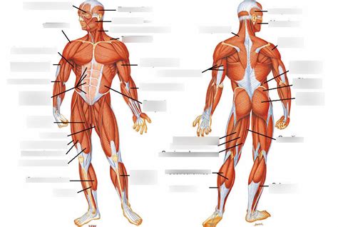 Muscles Of The Muscular System Diagram Quizlet