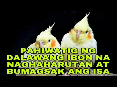 PAMAHIIN AT PANINIWALA SA DALAWANG IBON NA NAGHAHARUTAN AT BUMAGSAK ANG