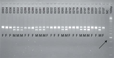 Electrophoresis Gel Of Fragments Amplified With Primers From Shaw Et Download Scientific